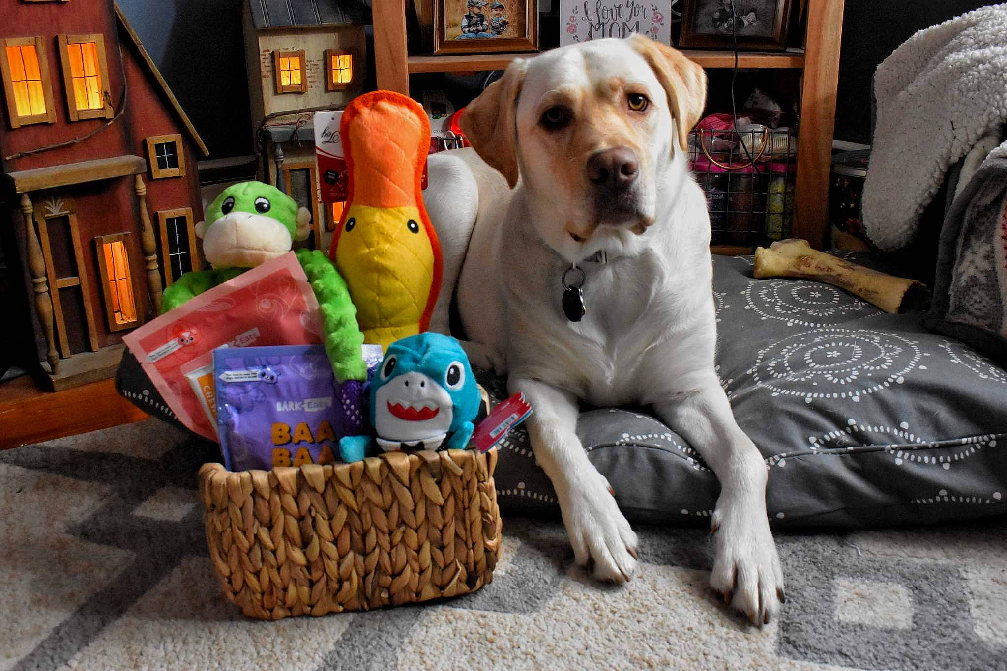 Riley joined the competition — help win amazing prizes! basket, bookcase, carnivore, companion_dog, dog, dog_breed, dog_supply, fawn, flooring, fur, mammal, picture_frame, shelf, sporting_group, storage_basket, tire, toy, wheel, wood, working_animal
