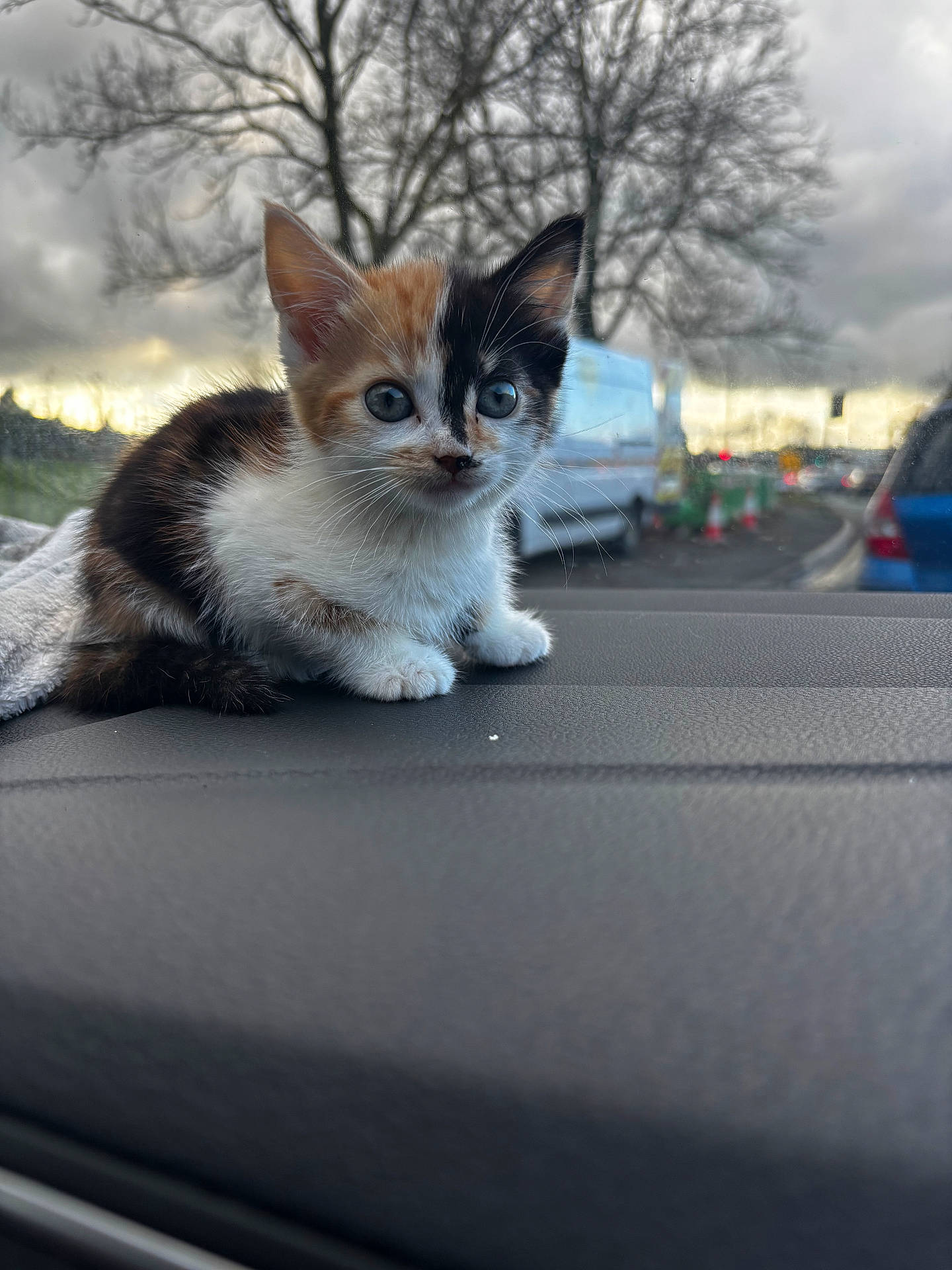 Amira joined the competition — help win amazing prizes! abyssinian, accessories, alloywheel, animal, car, carwheel, cat, kitten, machine, manx, pet, road, siamese, spoke, strap, tarmac, tire, transportation, vehicle, wheel