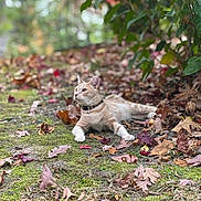 Simba is registered to the contest to win money with this photo: cat, orange_tabby, pet, collar, bell, autumn_leaves, moss, ground, outdoor, nature, bokeh, shallow_depth_of_field, lounging, whiskers, ears, alert_gaze, fall_season, greenery, leaf_litter, portrait