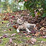cat, orange_tabby, pet, collar, bell, autumn_leaves, moss, ground, outdoor, nature, bokeh, shallow_depth_of_field, lounging, whiskers, ears, alert_gaze, fall_season, greenery, leaf_litter, portrait