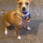 Apollo is registered to the contest to win money with this photo: alert, animal, bandana, brown_dog, canine, carpet, collar, companion, cute, dog, domestic_animal, ears, friendly, fur, indoor, looking_at_camera, pet, sitting, small_dog, white_paws