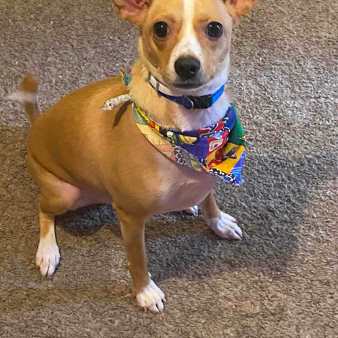 Apollo is registered to the contest to win money with this photo: alert, animal, bandana, brown_dog, canine, carpet, collar, companion, cute, dog, domestic_animal, ears, friendly, fur, indoor, looking_at_camera, pet, sitting, small_dog, white_paws