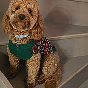 Vaiana a rejoint le concours — aidez-le/la à gagner de superbes lots ! dog, curly_fur, sweater, stairs, pet, brown, cute, collar, indoor, portrait, animal, furry, looking, sitting, cozy, domestic, friendly, companionship, canine, winter_clothing