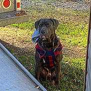 Icee joined the competition — help win amazing prizes! dog, animal, pet, outdoor, grass, harness, plaid, vehicle, ramp, nature, attention, sitting, canine, fur, ears, collar, sidewalk, daylight, ground, leaves