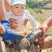 Hassan joined the competition — help win amazing prizes! baby, child, sheep, horns, grass, outdoors, people, hands, nature, animal, livestock, sunlight, tree, farm, cute, hat, white_clothing, holding, petting, daytime