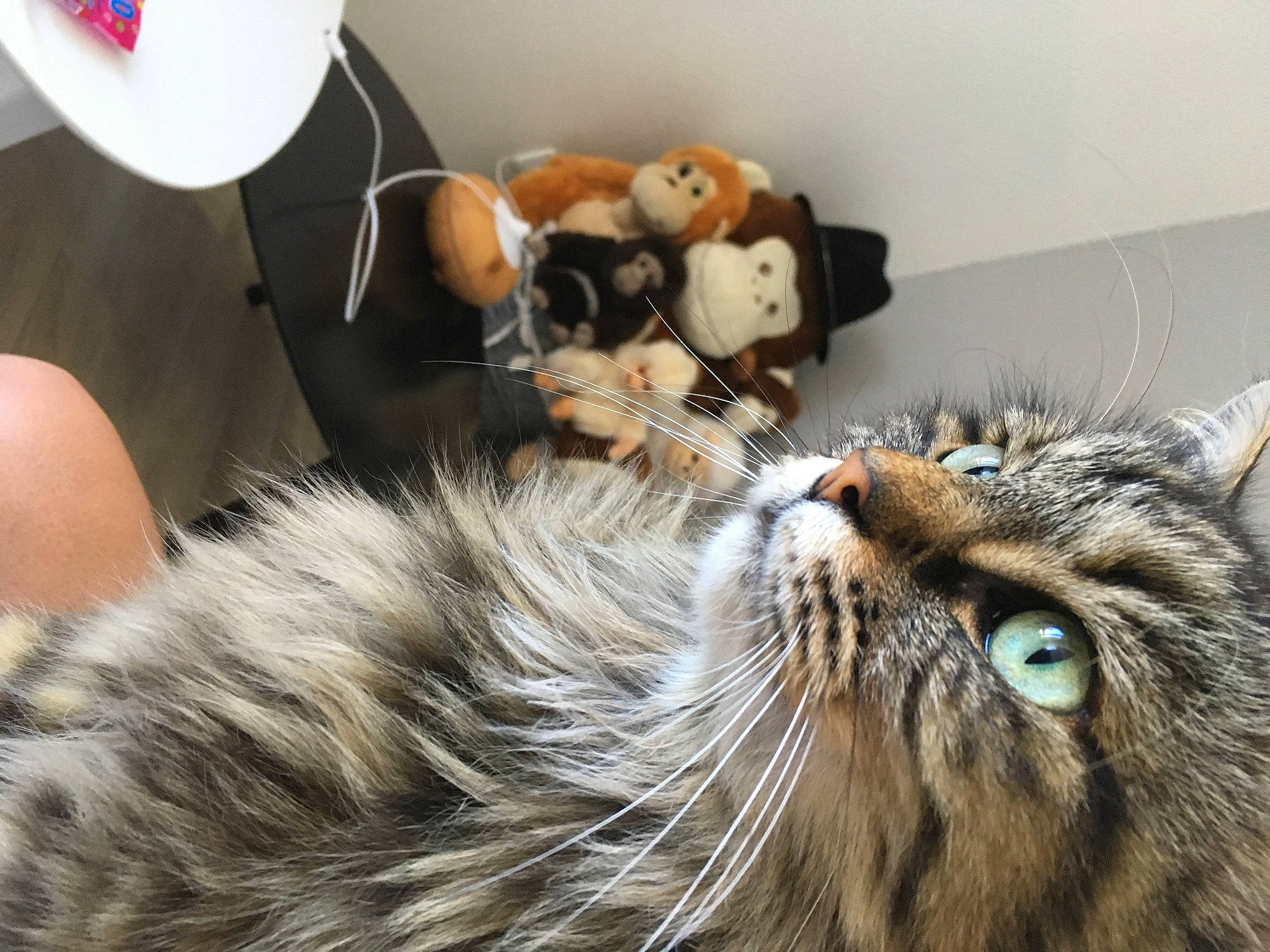 Toona a rejoint le concours — aidez-le/la à gagner de superbes lots ! balloon, carnivore, cat, claw, comfort, companion_dog, domestic_short_haired_cat, felidae, fur, mammal, room, small_to_medium_sized_cats, snout, stuffed_toy, teddy_bear, terrestrial_animal, toy, whiskers, wildlife