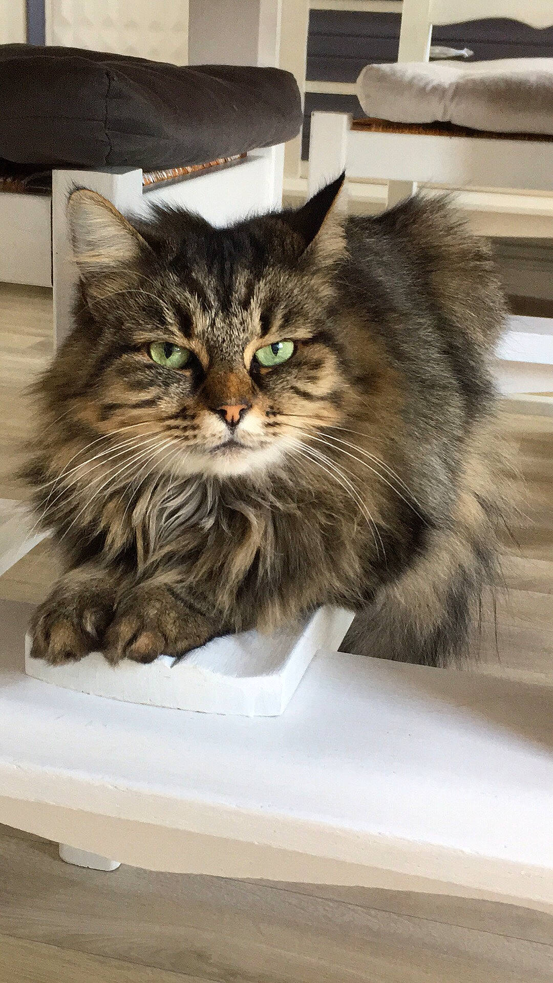 Toona a rejoint le concours — aidez-le/la à gagner de superbes lots ! box, british_longhair, carnivore, cat, claw, domestic_short_haired_cat, felidae, fur, maine_coon, siberian, small_to_medium_sized_cats, snout, terrestrial_animal, whiskers