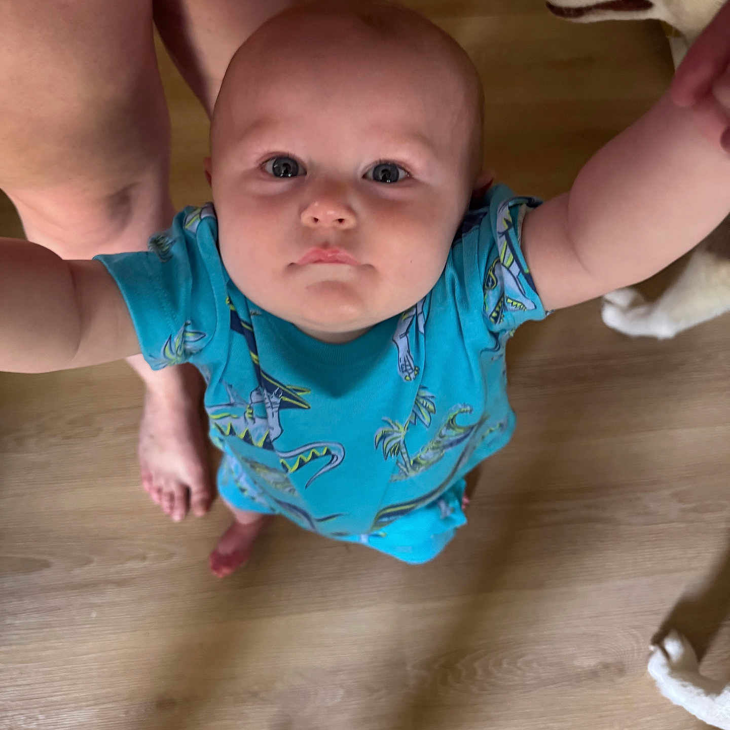 Samuell Gray is registered to the contest to win money with this photo: animal, baby, blue_shirt, child, companion, curious, cute, dinosaur_print, dog, foot, human, husky, indoor, infant, legs, looking_up, person, pet, reaching, wooden_floor