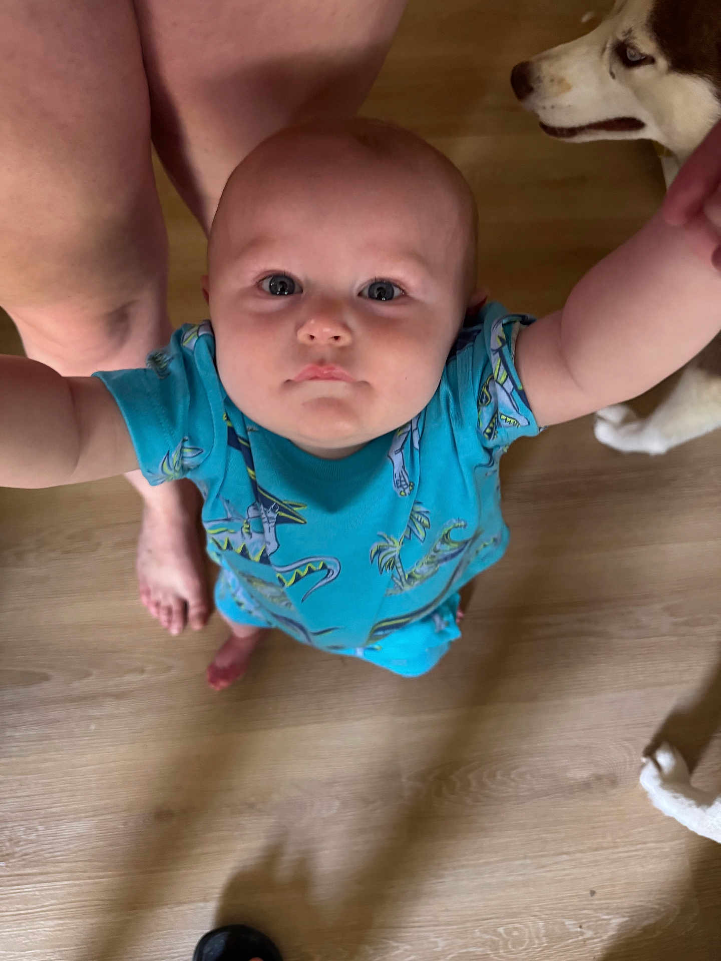 Samuell Gray is registered to the contest to win money with this photo: baby, child, infant, blue_shirt, dinosaur_print, wooden_floor, person, legs, dog, husky, pet, indoor, curious, looking_up, reaching, human, foot, animal, companion, cute