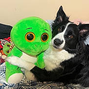 Luna joined the competition — help win amazing prizes! dog, plush_toy, green, black_and_white, blanket, indoor, cute, cozy, pet, stuffed_animal, bedroom, soft_toy, cuddling, animal, furry, companion, resting, snuggling, toy, home