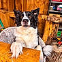 Luna is registered to the contest to win money with this photo: dog, black_and_white, border_collie, paw, wooden_table, chair, indoor, sitting, fur, pet, eyes, face, wood_paneling, shelf, tools, cozy, rustic, carpentry, animal, attention