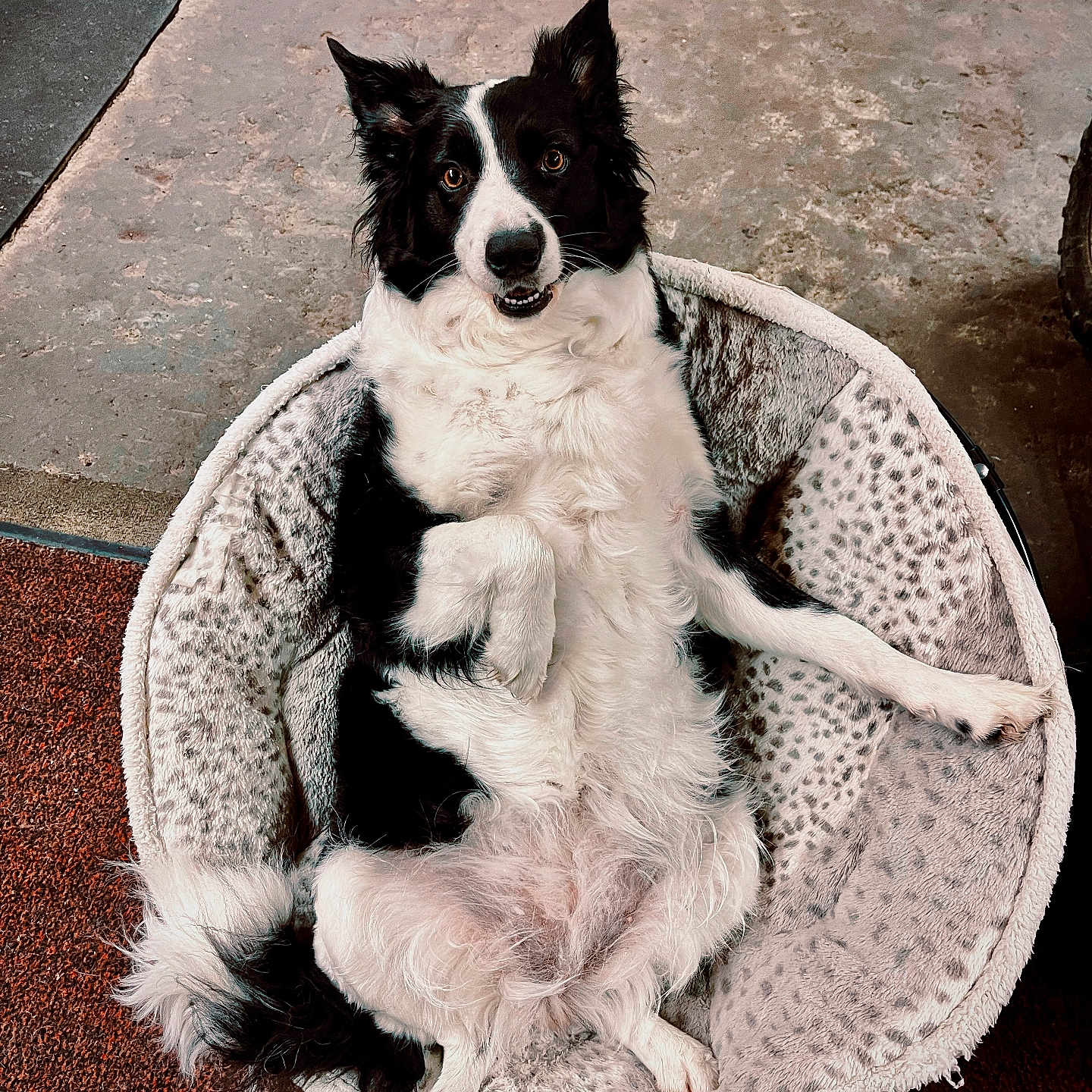Luna joined the competition — help win amazing prizes! animal, bed, black_and_white, canine, comfort, cute, dog, ears, expression, floor, fur, indoor, looking_at_camera, lying_down, mat, paw, pet_bed, relaxed, resting, tongue
