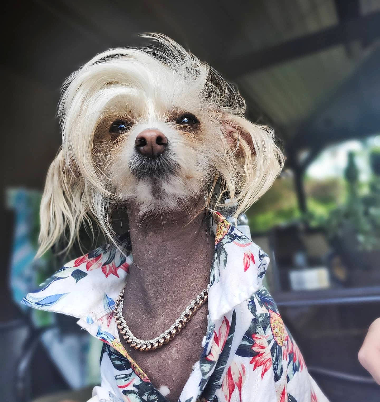 Hamilton joined the competition — help win amazing prizes! blond, body_jewelry, canidae, carnivore, chinese_crested_dog, collar, companion_dog, dog, dog_breed, dog_clothes, dog_supply, fictional_character, jewellery, necklace, non_sporting_group, pet_supply, small_terrier, snout, street_fashion, toy_dog