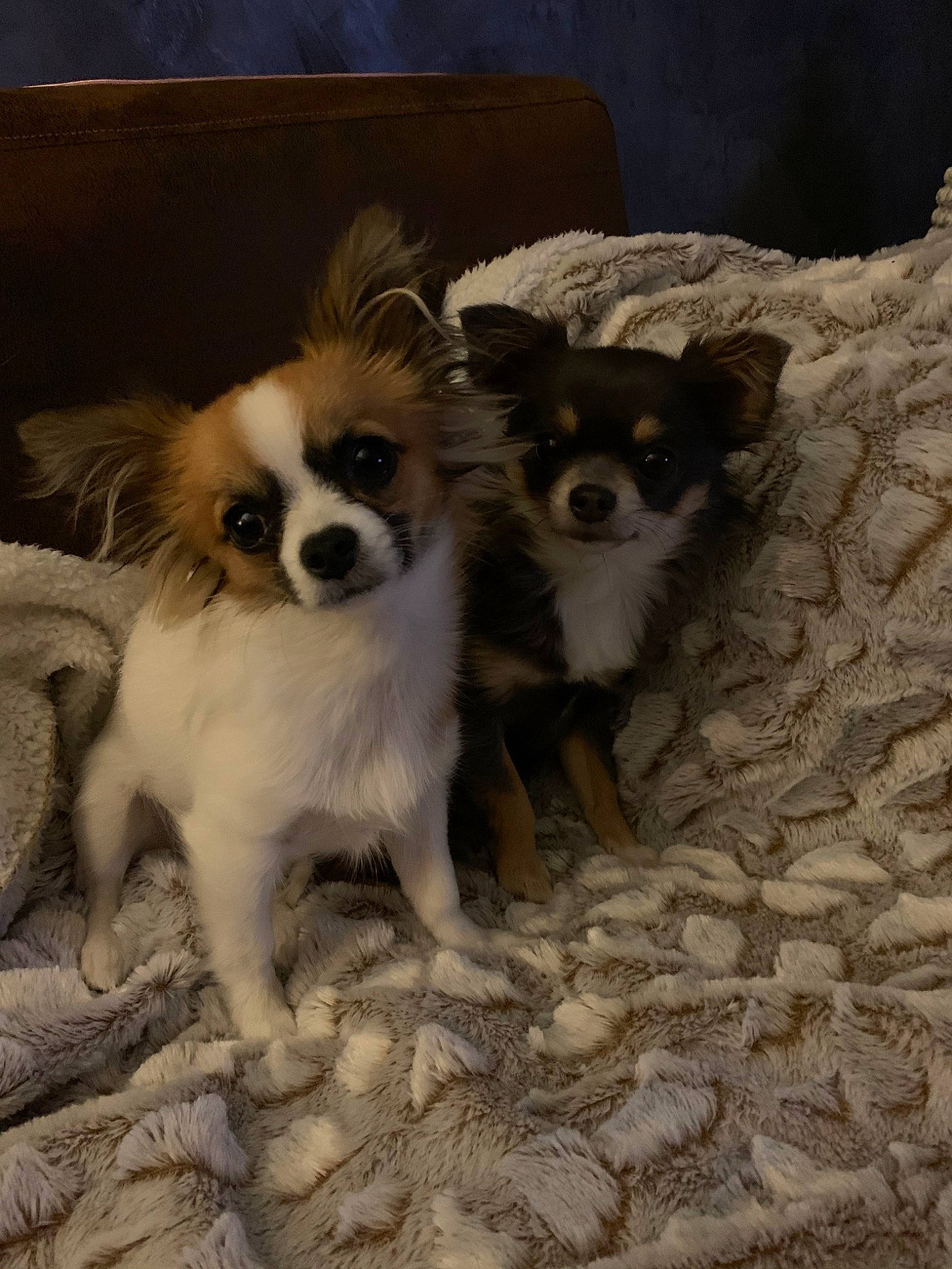 Phoebe participe au concours pour gagner de l'argent avec cette photo : ancient_dog_breeds, canidae, carnivore, chihuahua, companion_dog, dog, dog_breed, fawn, fur, japanese_chin, mammal, papillon, phalene, puppy, snout, sporting_group, toy_dog, vertebrate, whiskers