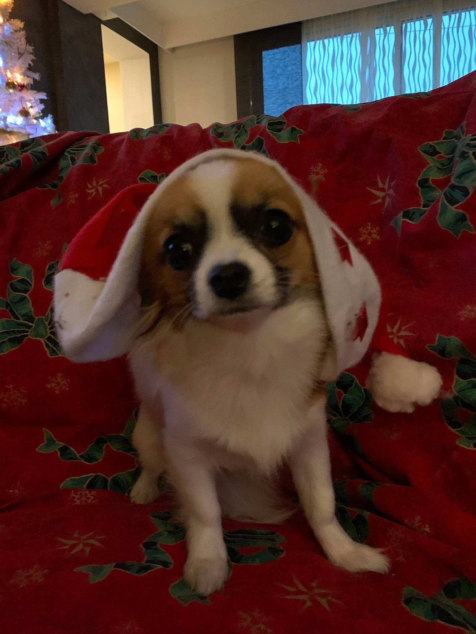 Phoebe participe au concours pour gagner de l'argent avec cette photo : canidae, carnivore, cavalier_king_charles_spaniel, companion_dog, dog, dog_breed, fawn, japanese_chin, king_charles_spaniel, mammal, phalene, puppy, rare_breed_dog, snout, sporting_group, toy_dog, vertebrate