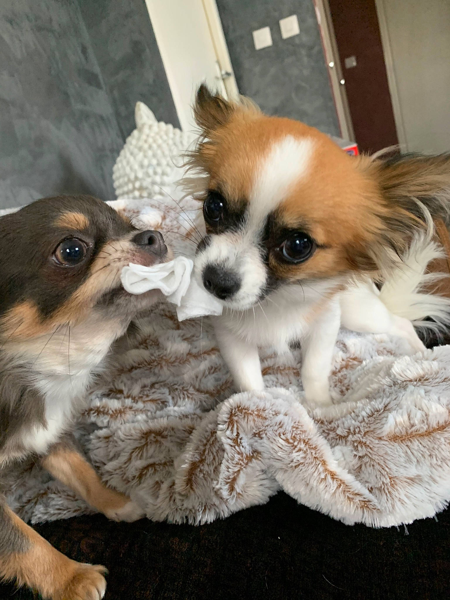 Phoebe a rejoint le concours — aidez-le/la à gagner de superbes lots ! ancient_dog_breeds, canidae, carnivore, chihuahua, companion_dog, dog, dog_breed, fawn, fur, mammal, papillon, phalene, pomeranian, puppy, puppy_love, skin, spaniel, sporting_group, toy_dog, vertebrate