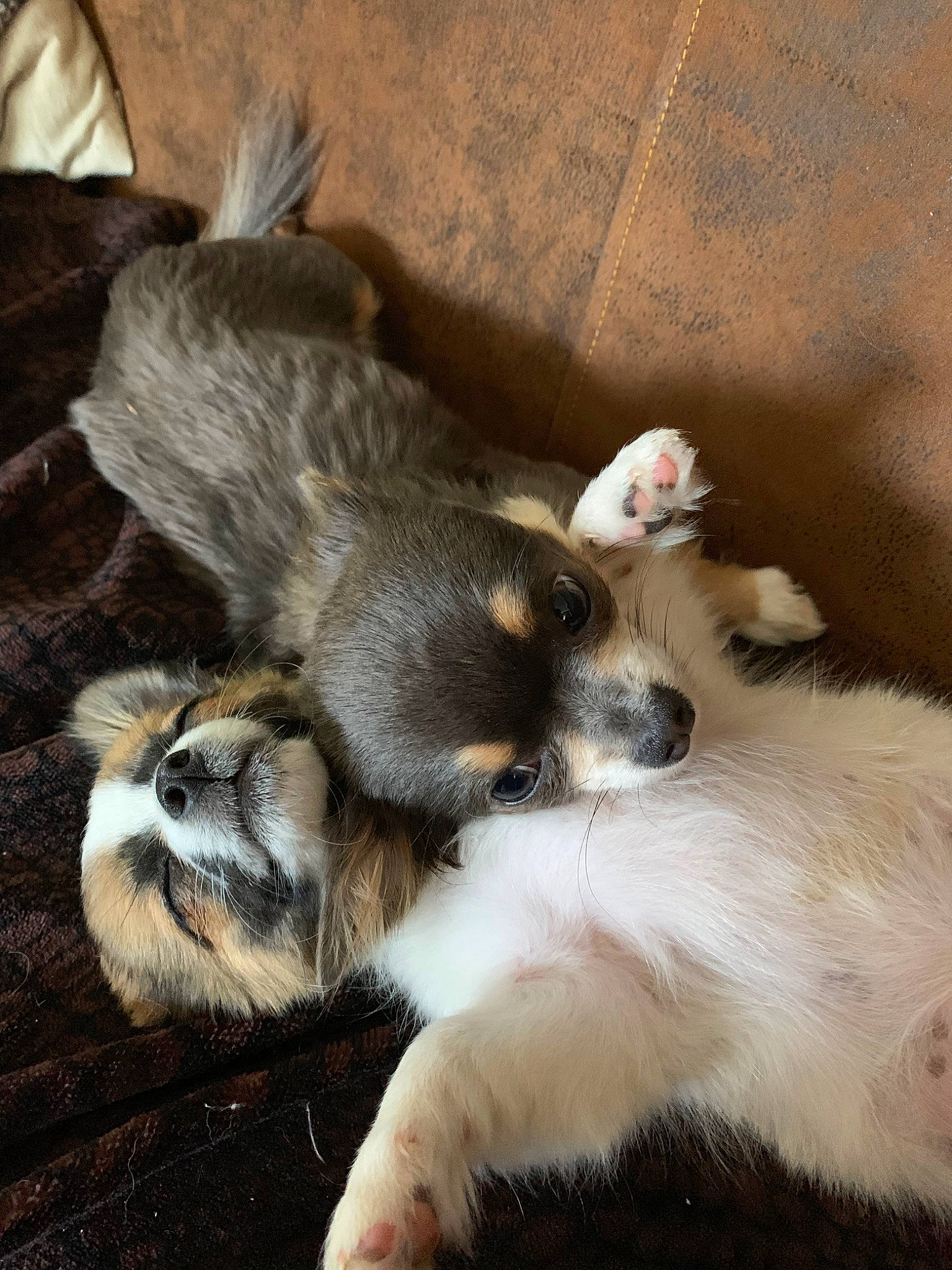 Phoebe participe au concours pour gagner de l'argent avec cette photo : canidae, carnivore, dog, dog_breed, mammal, miniature_australian_shepherd, puppy, puppy_love, thai_bangkaew_dog, tornjak, vertebrate, wolfdog