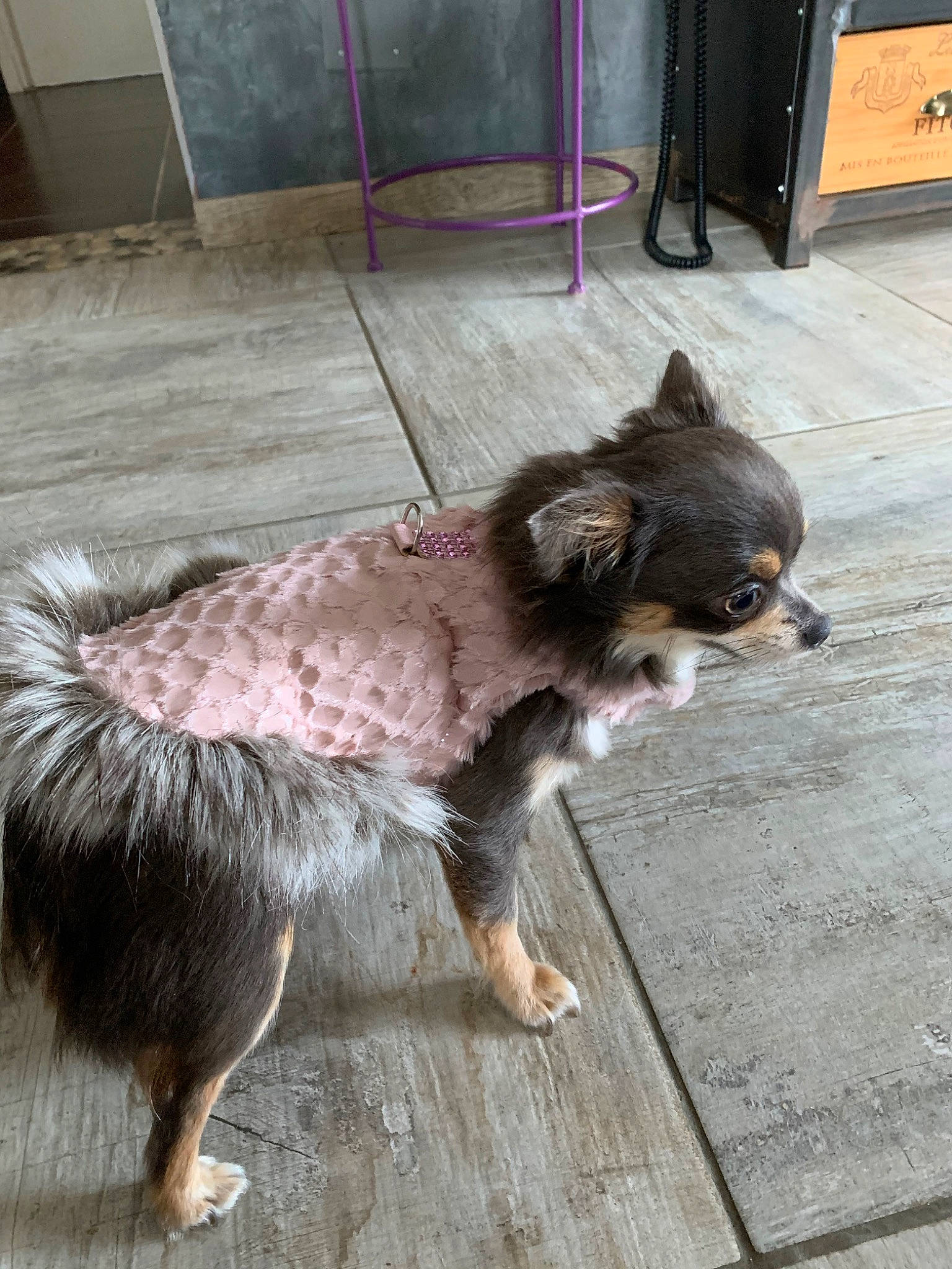 Oly a rejoint le concours — aidez-le/la à gagner de superbes lots ! canidae, carnivore, companion_dog, dog, dog_breed, fawn, mammal, pomeranian, sporting_group, tail