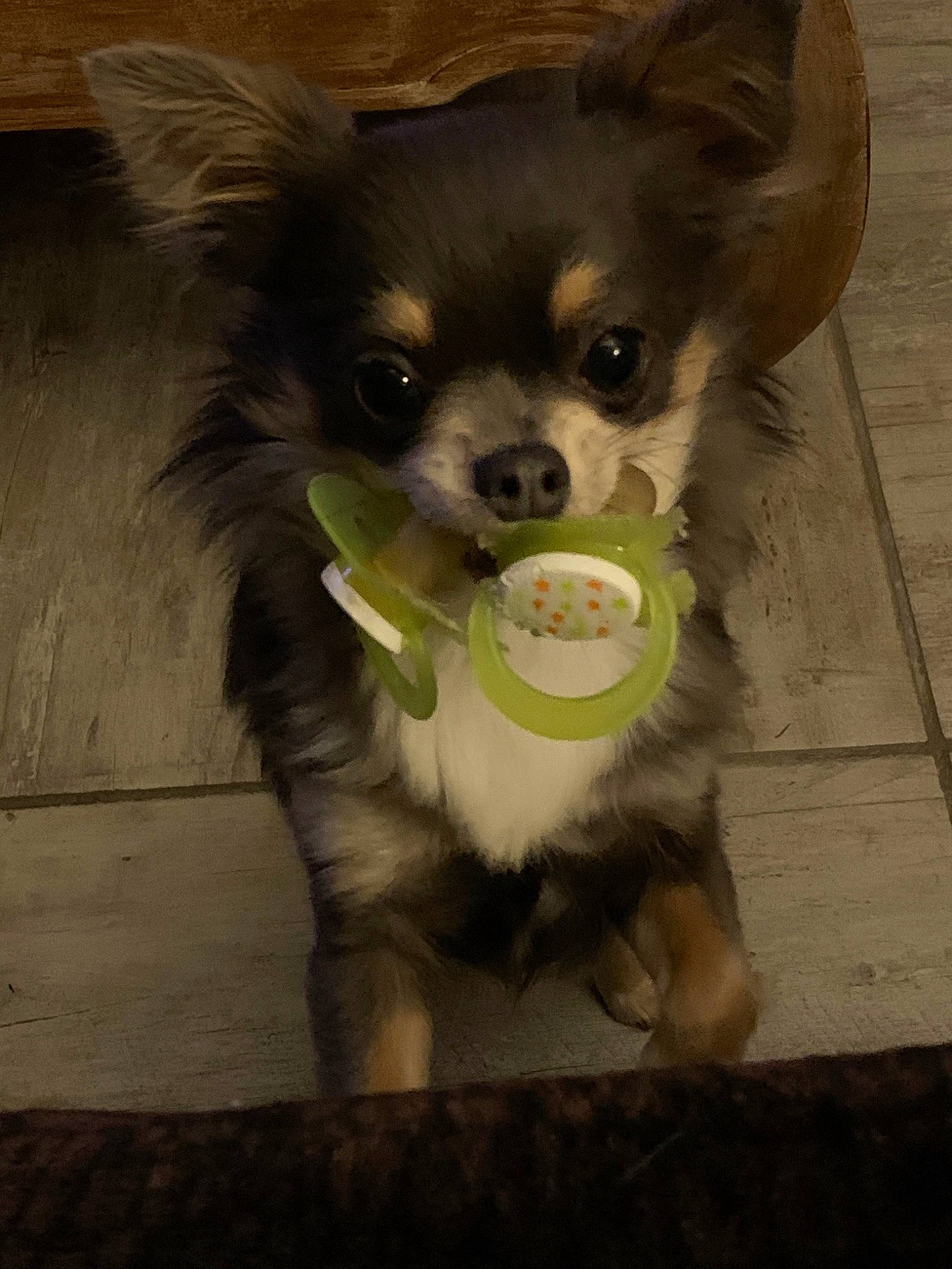 Oly a rejoint le concours — aidez-le/la à gagner de superbes lots ! canidae, carnivore, chihuahua, companion_dog, dog, dog_breed, fawn, mammal, puppy, rare_breed_dog, snout, sporting_group, toy_dog, whiskers