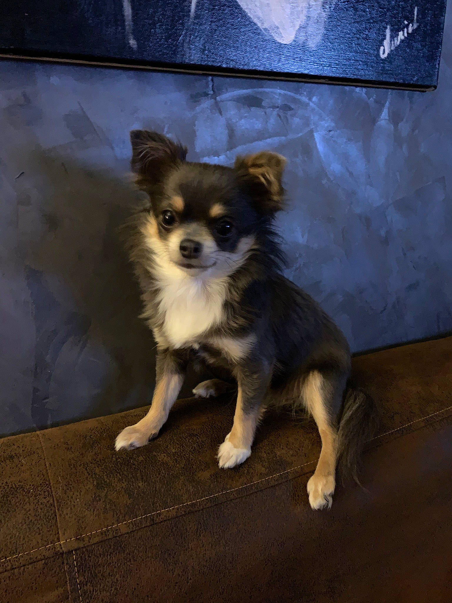 Oly a rejoint le concours — aidez-le/la à gagner de superbes lots ! canidae, carnivore, companion_dog, dog, dog_breed, fawn, mammal, papillon, puppy, rare_breed_dog, small_greek_domestic_dog, snout, sporting_group, vertebrate