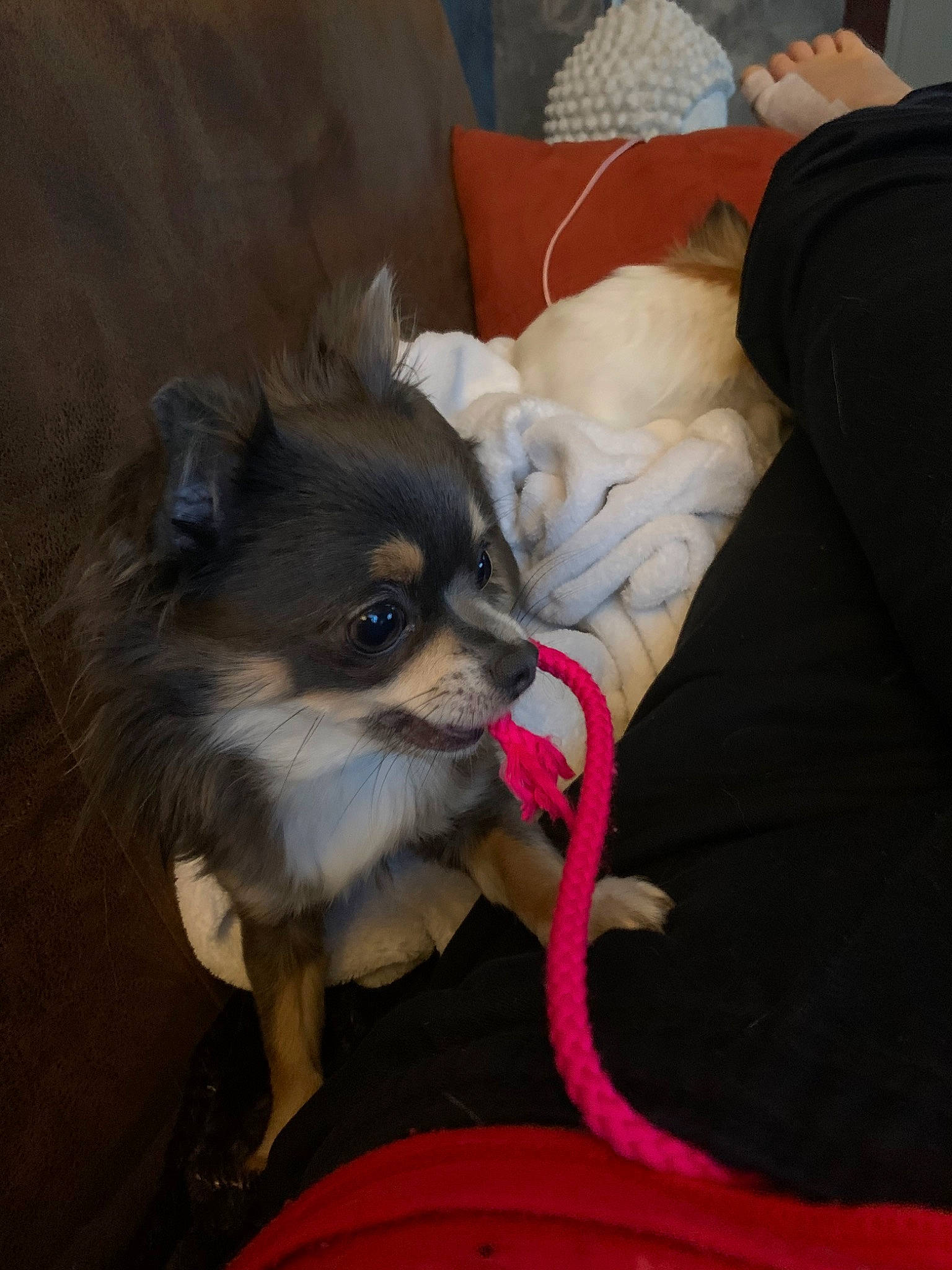 Oly a rejoint le concours — aidez-le/la à gagner de superbes lots ! canidae, carnivore, companion_dog, dog, dog_breed, fawn, mammal, morkie, pomeranian, puppy, snout, spitz, toy_dog