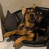 Tokyo a rejoint le concours — aidez-le/la à gagner de superbes lots ! dog, pet_bed, pillow, indoor, tile_floor, two_dogs, black_and_tan, canine, animal, cozy, snuggling, companion, cute, brown, black, ears, collar, resting, furniture, home