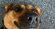 Tokyo a rejoint le concours — aidez-le/la à gagner de superbes lots ! dog, canine, pet, close_up, nose, fur, collar, carpet, indoor, cute, animal, muzzle, ears, brown, black, expression, lying_down, portrait, friendly, playful