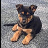 Tokyo a rejoint le concours — aidez-le/la à gagner de superbes lots ! puppy, dog, animal, pet, carpet, cute, young, fur, ears, black, brown, lying_down, portrait, indoor, looking_at_camera, adorable, domestic_animal, mammal, friendly, companion