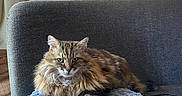 Bytise participe au concours pour gagner de l'argent avec cette photo : cat, fluffy_cat, sofa, blanket, indoor, living_room, furniture, window, cushion, wood_floor, decor, painting, cabinet, bottle, wine_rack, sunlight, relaxed, pet, cozy, animal