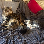 Bytise a rejoint le concours — aidez-le/la à gagner de superbes lots ! cat, kitten, animal, pet, feline, sleeping, resting, fur, cozy, blanket, pillows, indoor, cute, tabby, gray_and_white, relaxed, domestic, companion, soft, comfort