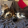 Bytise a rejoint le concours — aidez-le/la à gagner de superbes lots ! animal, blanket, cat, comfort, companion, cozy, cute, domestic, feline, fur, gray_and_white, indoor, kitten, pet, pillows, relaxed, resting, sleeping, soft, tabby