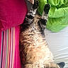 Bytise participe au concours pour gagner de l'argent avec cette photo : cat, fluffy, sleeping, paws_up, cushion, striped, pink, green_blanket, indoor, cozy, relaxed, feline, pet, fur, resting, cute, soft, home, comfort, animal