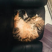 Bytise participe au concours pour gagner de l'argent avec cette photo : animal, black_leather, cat, chair, cozy, cute, feline, floor, fluffy, fur, home, indoor, paws, pet, relaxed, resting, sprawled, striped_fabric, whiskers, wide_eyes