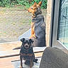 Bidule participe au concours pour gagner de l'argent avec cette photo : dog, two_dogs, doorway, indoor, outdoor, window, glass_door, wood_floor, mat, plants, greenery, pavement, sitting, pet, canine, collar, guarding, curious, loyal, home