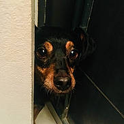 Bidule participe au concours pour gagner de l'argent avec cette photo : dog, peeking, curious, black_and_tan, wall, door, tile_floor, indoors, close_up, animal, pet, snout, ears, whiskers, shadow, mystery, cautious, small_dog, floor_tile, fur