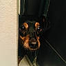 dog, peeking, curious, black_and_tan, wall, door, tile_floor, indoors, close_up, animal, pet, snout, ears, whiskers, shadow, mystery, cautious, small_dog, floor_tile, fur
