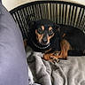 Bidule participe au concours pour gagner de l'argent avec cette photo : dog, small_dog, black_dog, tan_dog, pearl_necklace, pet, indoor, blanket, pillow, wicker_chair, resting, looking_at_camera, cozy, furniture, animal, cute, companion, domestic_dog, relaxed, portrait