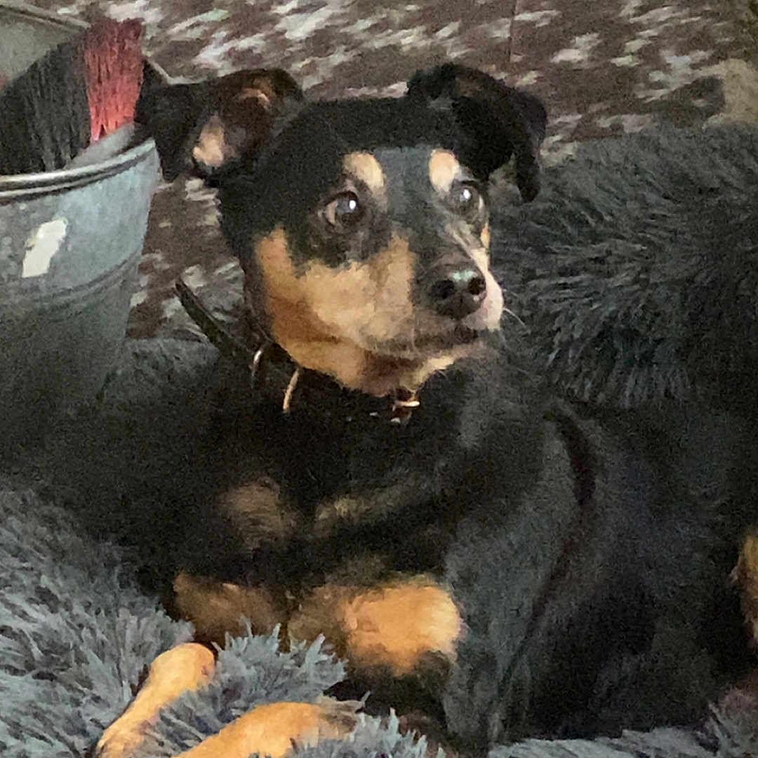 Bidule participe au concours pour gagner de l'argent avec cette photo : dog, pet, animal, black_and_tan, fluffy_cushion, resting, alert, indoor, bucket, brushes, cozy, fur, small_dog, canine, relaxed, looking_away, domestic, companion, home, background