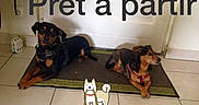 Bidule a rejoint le concours — aidez-le/la à gagner de superbes lots ! dog, pet, indoor, floor, mat, leash, cartoon, text_overlay, tile_floor, door, brown_dog, black_dog, harness, resting, animal, cute, ready, waiting, companion, home