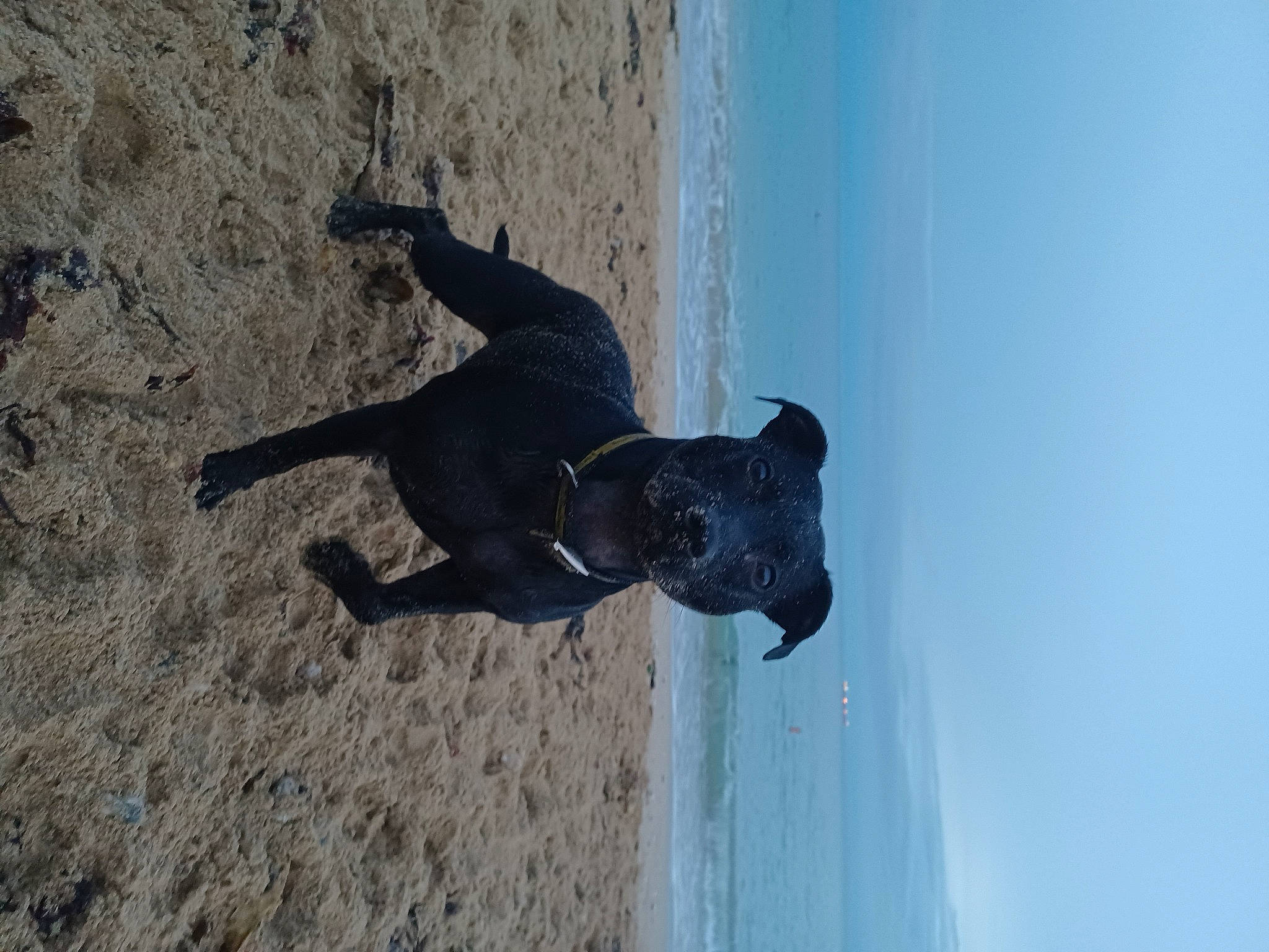 Bella joined the competition — help win amazing prizes! adventure, beach, canidae, carnivore, dog, dog_breed, electric_blue, fawn, fun, ocean, recreation, sand, sculpture, shadow, sky, snout, sporting_group, water, wood