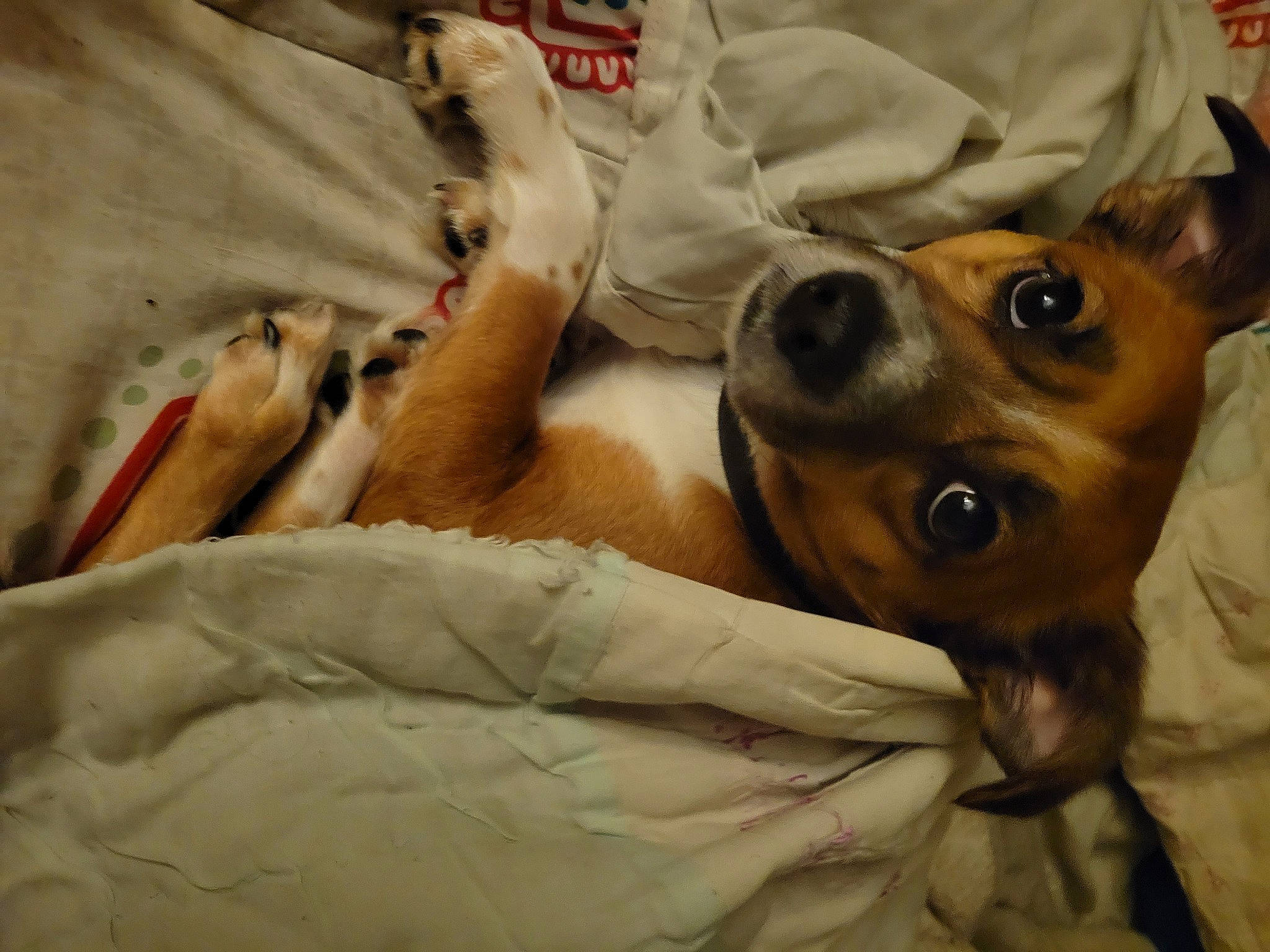 Gizmo is registered to the contest to win money with this photo: canidae, carnivore, chihuahua, comfort, companion_dog, dog, dog_breed, ear, fawn, felidae, fur, guard_dog, prazsky_krysarik, puppy, snout, sporting_group, street_dog, toy_dog, whiskers, working_animal