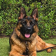 Isabella is registered to the contest to win money with this photo: animal, close_up, collar, dog, ears_up, fur, german_shepherd, grass, green_background, happy, hedge, leash, muzzle, outdoors, paws, pet, portrait, sitting, smiling, tongue_out