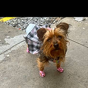 Paige joined the competition — help win amazing prizes! dog, small_dog, plaid_skirt, pink_booties, sidewalk, concrete, outdoor, curious, ears_up, pet, animal, brown_fur, black_fur, leash, collar, pavement, urban, ground, close_up, walking