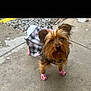 dog, small_dog, plaid_skirt, pink_booties, sidewalk, concrete, outdoor, curious, ears_up, pet, animal, brown_fur, black_fur, leash, collar, pavement, urban, ground, close_up, walking