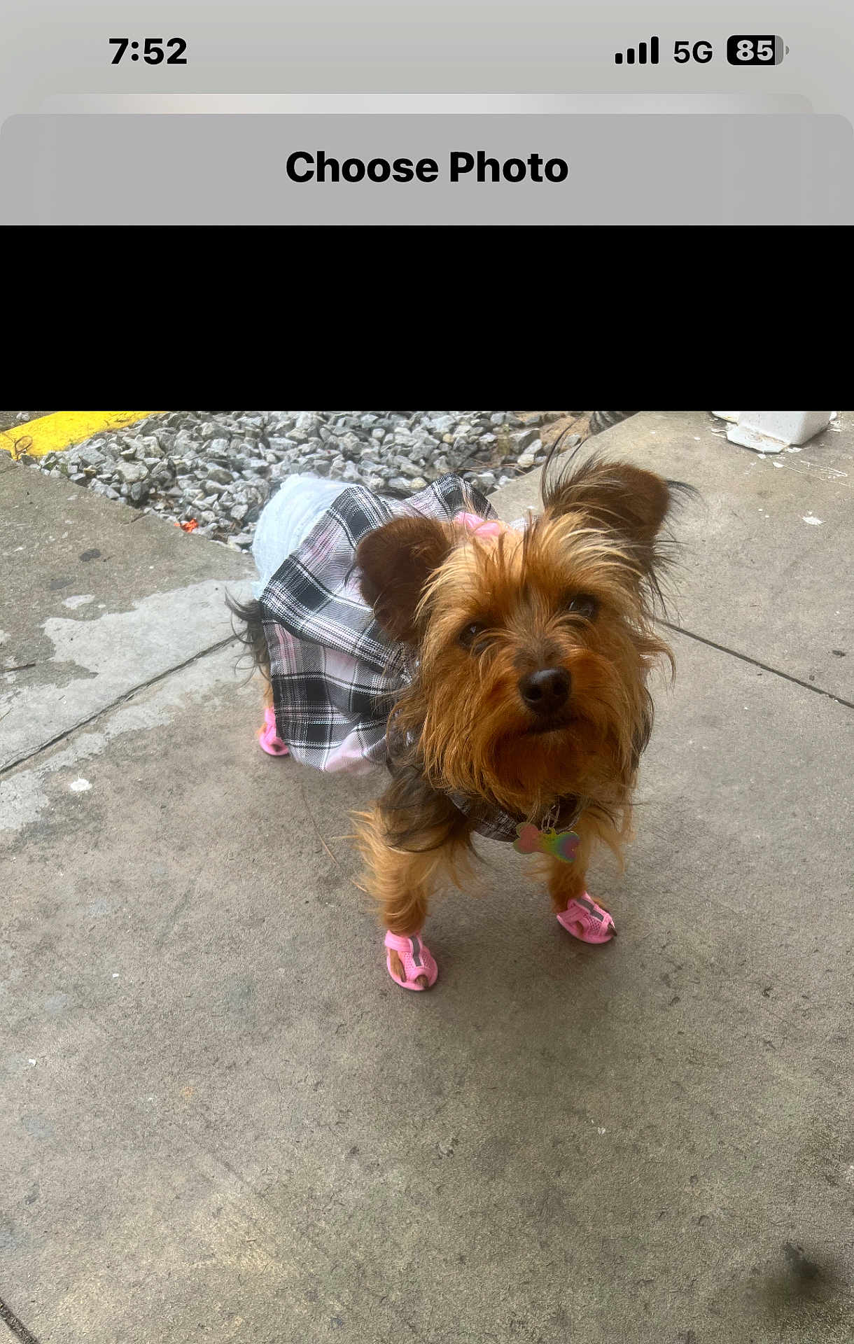 Paige joined the competition — help win amazing prizes! dog, small_dog, plaid_skirt, pink_booties, sidewalk, concrete, outdoor, curious, ears_up, pet, animal, brown_fur, black_fur, leash, collar, pavement, urban, ground, close_up, walking