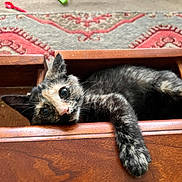 Kali is registered to the contest to win money with this photo: animal, carpet, cat, closeup, colorful, cozy, curious, feline, floor, home, indoor, kitten, paw, pet, relaxed, resting, tortoiseshell, toy, wooden_drawer, young