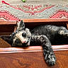 animal, carpet, cat, closeup, colorful, cozy, curious, feline, floor, home, indoor, kitten, paw, pet, relaxed, resting, tortoiseshell, toy, wooden_drawer, young