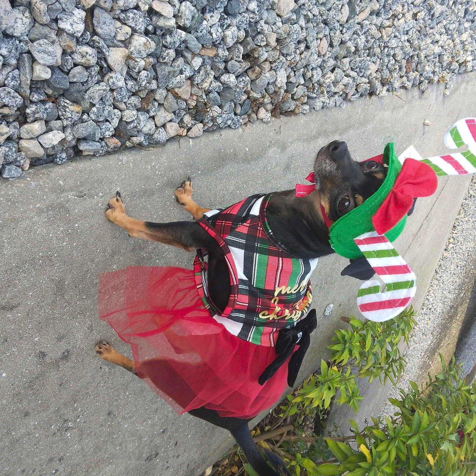 Luna is registered to the contest to win money with this photo: adventure, asphalt, automotive_tire, carmine, concrete, grass, leisure, pattern, personal_protective_equipment, plant, recreation, road_surface, shadow, sidewalk, soil, street, tar, tire, tree, wheel