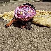 Luna joined the competition — help win amazing prizes! dog, hat, pink, peace_sign, sun, yellow_towel, concrete, outdoor, sunlight, shadow, paw, animal, pet, resting, small_dog, black_fur, brown_paws, relaxing, summer, colorful
