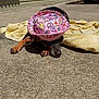 dog, hat, pink, peace_sign, sun, yellow_towel, concrete, outdoor, sunlight, shadow, paw, animal, pet, resting, small_dog, black_fur, brown_paws, relaxing, summer, colorful